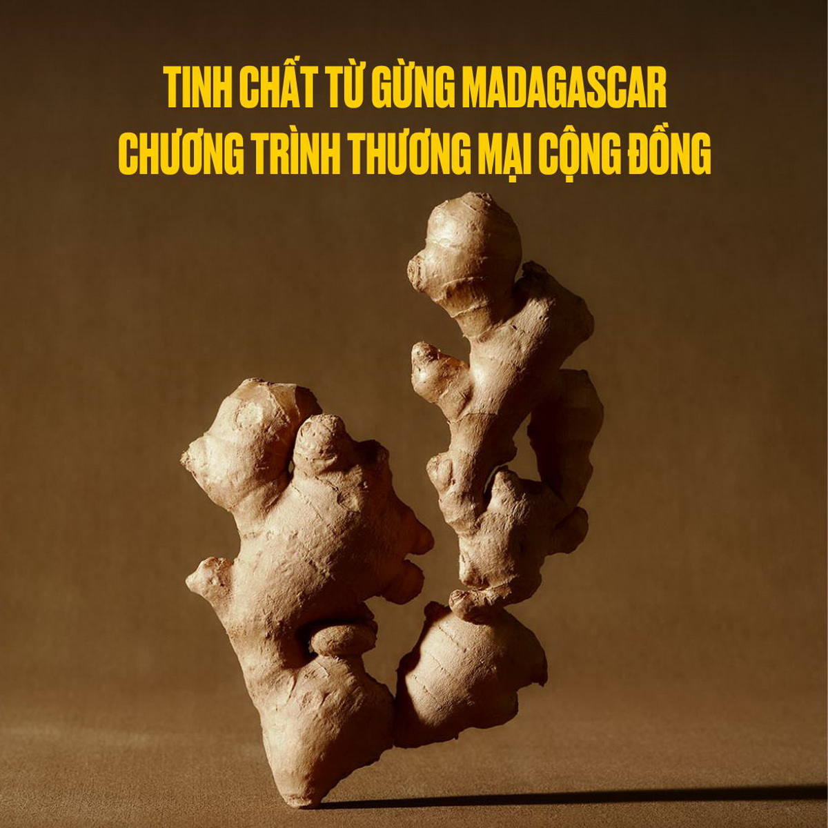 Chăm Sóc Tóc Chuyên Sâu Từ Rễ Gừng Madagascar